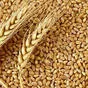 пшеница, мука в Чите и Забайкальском крае