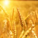 60 млн рублей получили забайкальские аграрии на увеличение производства масличных культур