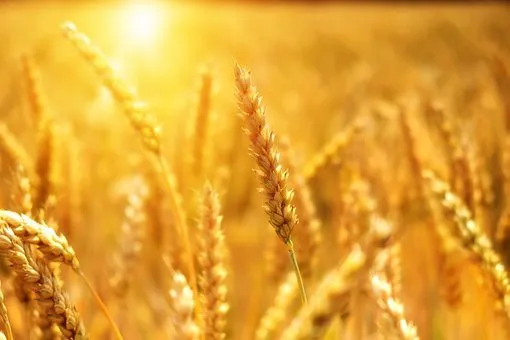 60 млн рублей получили забайкальские аграрии на увеличение производства масличных культур