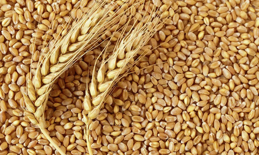 пшеница, мука в Чите и Забайкальском крае